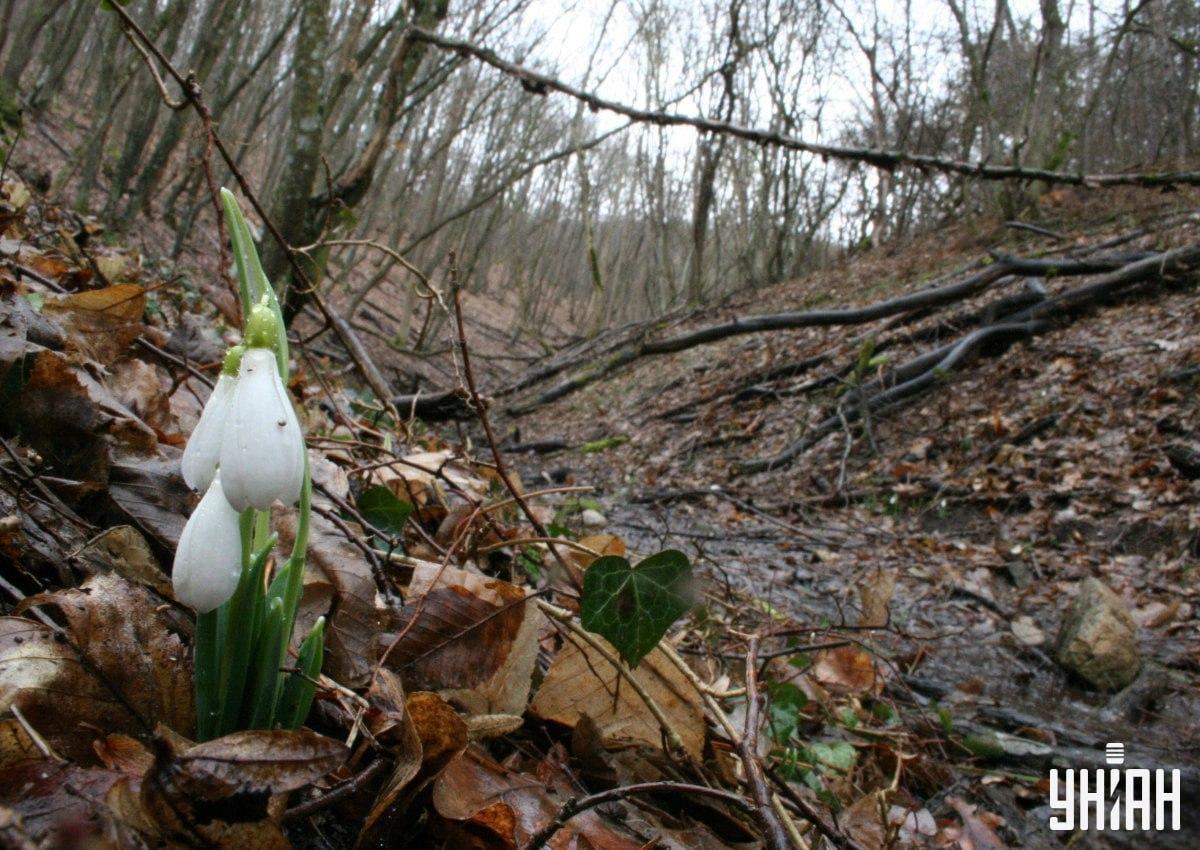 Găsiți o vulpe în pădure în 9 secunde / colaj cu fotografia Moje