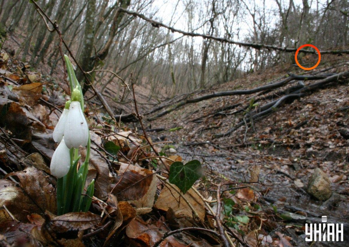 Vulpea nu era departe de colțul din stânga sus al imaginii / colaj din fotografia Moje