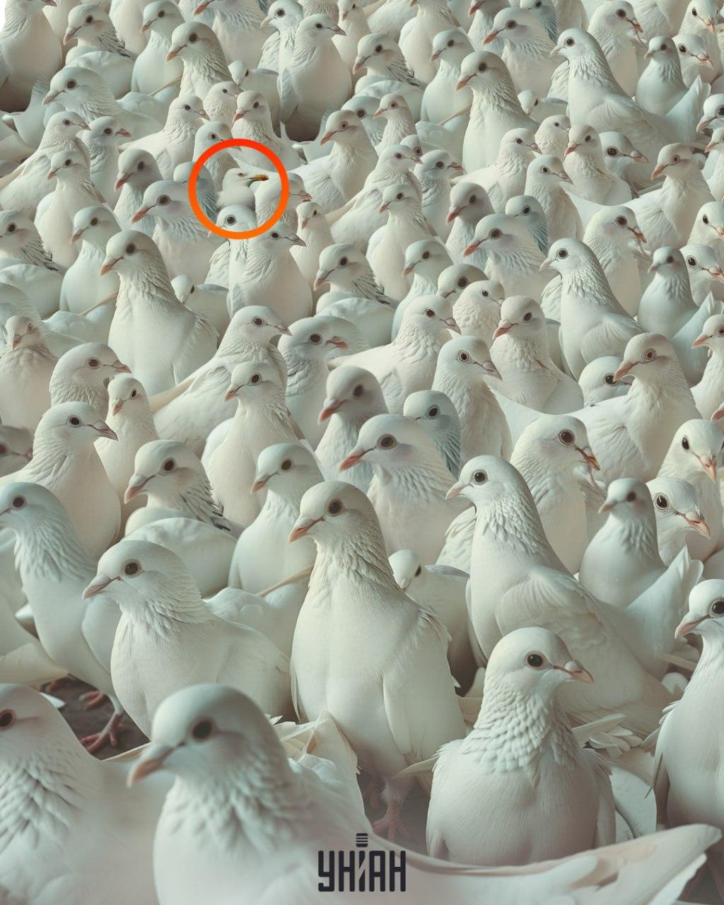 Pescărușul 