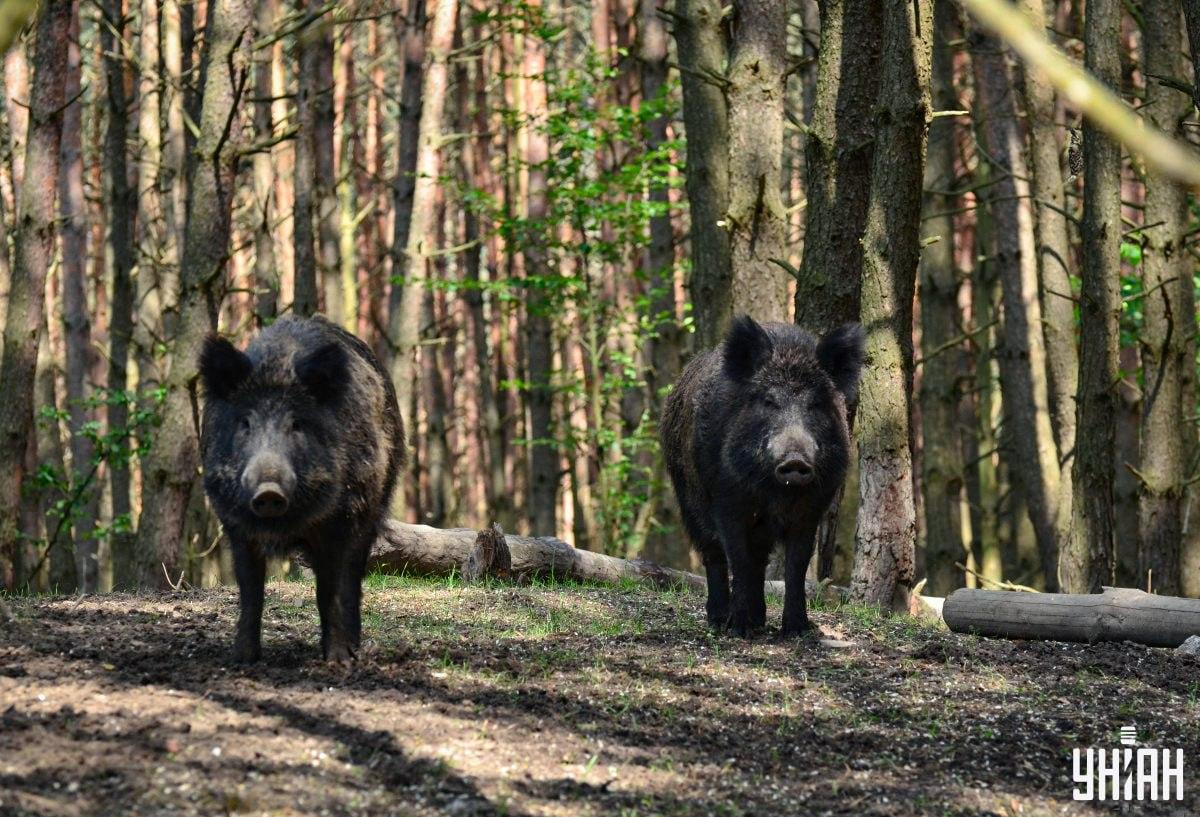 Găsiți la timp bufnița vicleană din pădure / colaj foto Moje