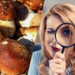 Doar persoanele cu IQ-uri superputernice vor vedea o piatră printre
