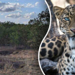 Găsirea unui leopard în junglă în 8 secunde: cel mai