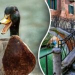 V 10 sekundah poiščite raco na sliki: le nekaj ljudi